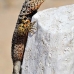 lizard_lava_galapagos_nsey_v_0044_ecu0238.jpg